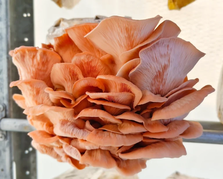 IMG_20250410_210904 (1)