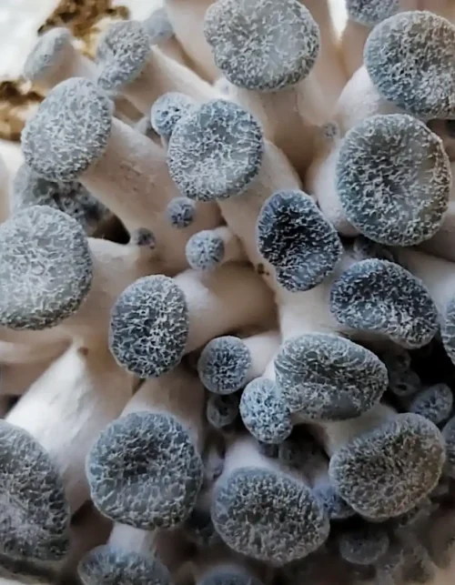 IMG_20250710_150434 (1)