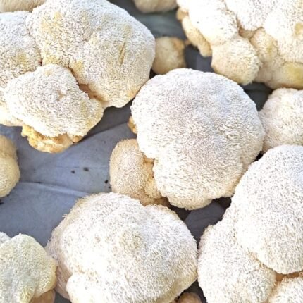 Extracto de Melena de León - Todas las presentaciones